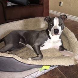 We give credit to her beautiful coat all to Kahoots Salmon Grain Free dog food! We give credit to her beautiful coat all to Kahoots Salmon Grain Free dog food!