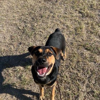 Polite Pooch - Pet Training Near Me Polite Pooch - Pet Training Near Me
