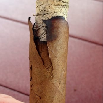 Leaf Cigar Bar - Dry stick - Cigar Bars Near Me - Easton, Pennsylvania