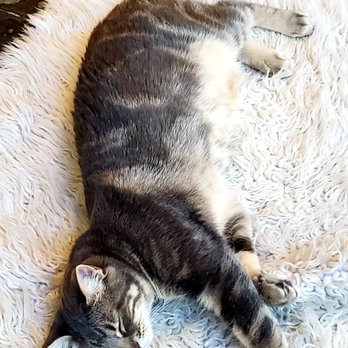 Seattle Meowtropolitan - Laid Back Kitty - Themed Cafes Near Me - Seattle, Washington