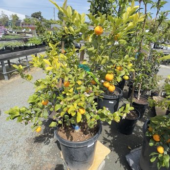 Evergreen Nursery - Nurseries & Gardening Near Me - San Leandro, California Evergreen Nursery - Nurseries & Gardening Near Me - San Leandro, California