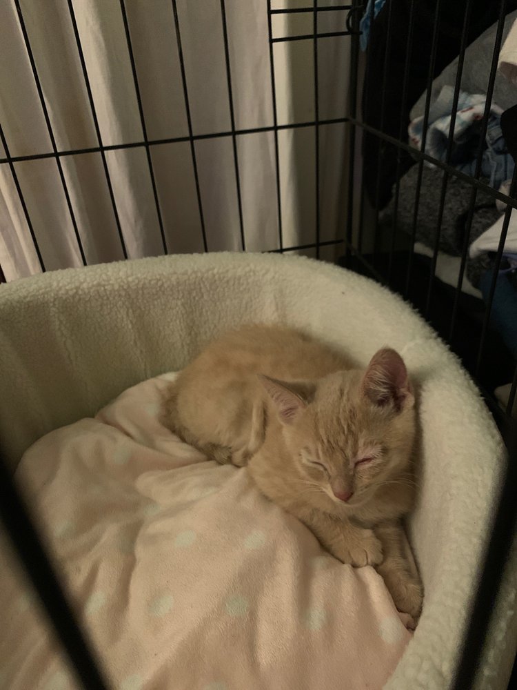 SPRINGS VETERINARY CLINIC 49 Reviews Veterinarians 1912 Springs