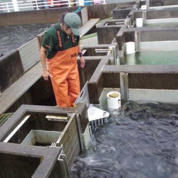 DIPAC/Macaulay Salmon Hatchery - Tours Near Me - Juneau, Alaska DIPAC/Macaulay Salmon Hatchery - Tours Near Me - Juneau, Alaska