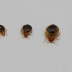 MNR Pest Solutions