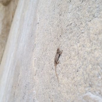 Quarry Park Adventures - Baby lizard just hanging out on a wall - Amusement Parks Near Me - Rocklin, California Quarry Park Adventures - Baby lizard just hanging out on a wall - Amusement Parks Near Me - Rocklin, California