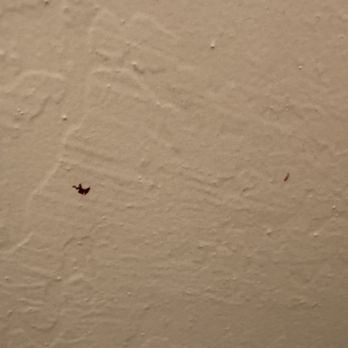 Northern Queen Inn - Specs of poop on the walls surrounding the toilet... - Hotels Near Me - Nevada City, California Northern Queen Inn - Specs of poop on the walls surrounding the toilet... - Hotels Near Me - Nevada City, California