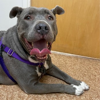 Montecito Animal Clinic - Waiting for my vet visit - Veterinarians Near Me - Pacheco, California Montecito Animal Clinic - Waiting for my vet visit - Veterinarians Near Me - Pacheco, California