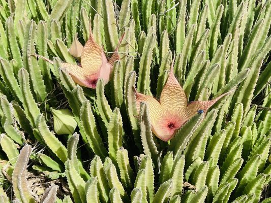 Kaʻena Point Trail by null