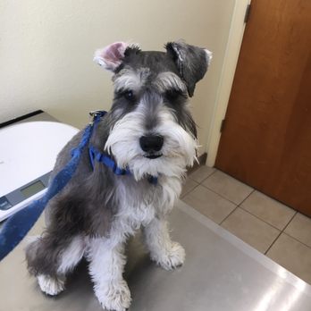 Melody Daggs - Miniature schnauzer - Pet Training Near Me - Fresno, California Melody Daggs - Miniature schnauzer - Pet Training Near Me - Fresno, California