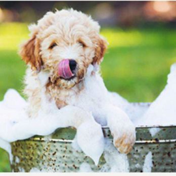 Mikara Mobile Grooming - Bathtime fun - Pet Groomers Near Me Mikara Mobile Grooming - Bathtime fun - Pet Groomers Near Me