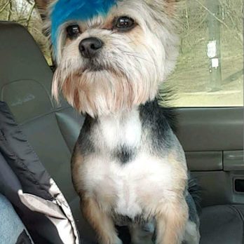 Grooms by B - Pet Groomers Near Me - Marietta, Georgia Grooms by B - Pet Groomers Near Me - Marietta, Georgia