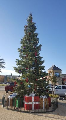 Fresh Christmas Trees - Our trees are hand selected from small farms in Oregon that grow only Premium #1 Grade trees. Each tree is guaranteed to last the Christmas season. We specialize in offering the Noble and Nordman trees due to their inherent ability to maintain the needles after harvest. Our locations offer Organic Christmas Trees with the selection of the Silver Tip specie. These trees have been grown naturally with no pesticides or fertilizers. Fresh Christmas Trees - Our trees are hand selected from small farms in Oregon that grow only Premium #1 Grade trees. Each tree is guaranteed to last the Christmas season. We specialize in offering the Noble and Nordman trees due to their inherent ability to maintain the needles after harvest. Our locations offer Organic Christmas Trees with the selection of the Silver Tip specie. These trees have been grown naturally with no pesticides or fertilizers.
