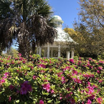 Hampton Park - Azaleas in bloom in March at Hampton Park - Parks Near Me - Charleston, South Carolina