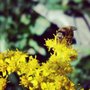 Photo of Murphy's Bee Farm