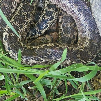 The Critter Gitter - Snake removal and relocation - Wildlife Control Near Me - Grants Pass, Oregon The Critter Gitter - Snake removal and relocation - Wildlife Control Near Me - Grants Pass, Oregon