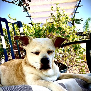 Lucas Vet - Widget last day - Veterinarians Near Me Lucas Vet - Widget last day - Veterinarians Near Me