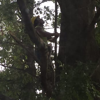 Tree Nanny Tree Service - Tree Services Near Me