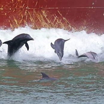 Dolphin Connection - Dolphins, like humans, play just for fun! - Boat Tours Near Me - Ingleside, Texas Dolphin Connection - Dolphins, like humans, play just for fun! - Boat Tours Near Me - Ingleside, Texas