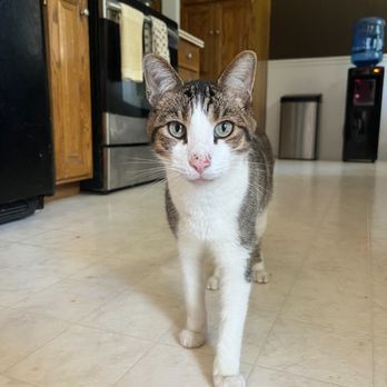 Holly's Pet Care - Pet Sitting Near Me