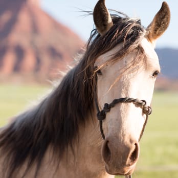 Sorrel River Ranch Resort and Spa - Horseback private trails and lessons - Hotels Near Me - Moab, Utah Sorrel River Ranch Resort and Spa - Horseback private trails and lessons - Hotels Near Me - Moab, Utah