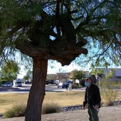 Parkridge Park - Strange knotted tree