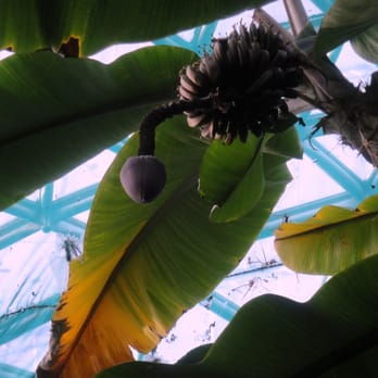 Bloedel Conservatory - This is how plantains grow.. - Botanical Gardens Near Me - Vancouver, British Columbia Bloedel Conservatory - This is how plantains grow.. - Botanical Gardens Near Me - Vancouver, British Columbia