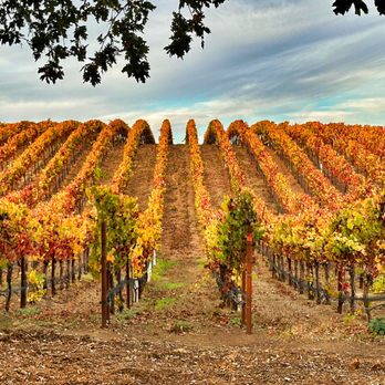 Let's Roll Wine Tours & Designated Drivers - Visiting Selyem Williams in Russian River - Wine Tours Near Me Let's Roll Wine Tours & Designated Drivers - Visiting Selyem Williams in Russian River - Wine Tours Near Me