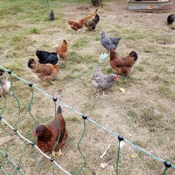 Nettles Farm - The chickens that provided our eggs. Fun to watch and surprisingly not that loud. We never heard them when we were in our farmhouse suite. - Bed & Breakfast Near Me - Lummi Island, Washington