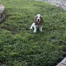 Hunter's Landscaping & Lawn Maintenance - Hunny the Hound loves our yard