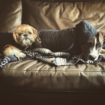 Walk This Way Canine Behavior Therapy - brothers!! thanks Renee!! - Pet Training Near Me Walk This Way Canine Behavior Therapy - brothers!! thanks Renee!! - Pet Training Near Me