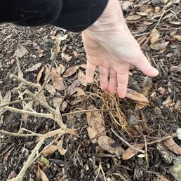 Badly replanted plant with roots exposed Badly replanted plant with roots exposed