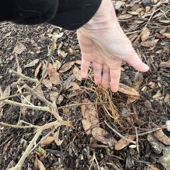 Plumb & Order - Badly replanted plant with roots exposed - Plumbing Near Me - Round Rock, Texas