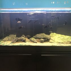 These Tropheus are quite social. Come check them out!
