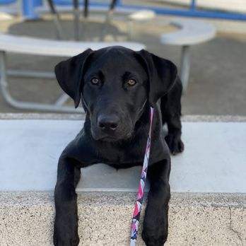 Ruff Pup Canine Academy - Pet Training Near Me - Winters, California Ruff Pup Canine Academy - Pet Training Near Me - Winters, California