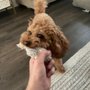 Hampton Park Veterinary