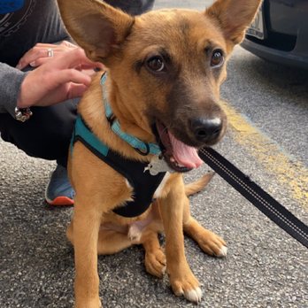 Ruff House Rescue - Pet Adoption Near Me
