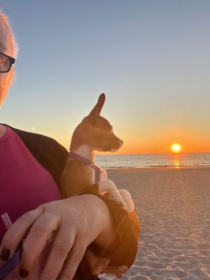 Nationwide Pet Journeys - I transport pets across the United States, giving them a comfortable and reliable ride wherever they need to go. I handle all the travel details, so you can relax. Nationwide Pet Journeys - I transport pets across the United States, giving them a comfortable and reliable ride wherever they need to go. I handle all the travel details, so you can relax.