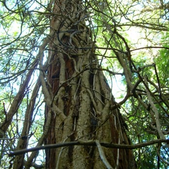 Codornices Park - Parks Near Me - Berkeley, California