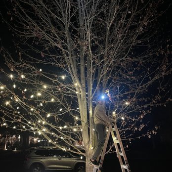 Holiglows - Tree - Holiday Decorating Services Near Me - Denver, Colorado Holiglows - Tree - Holiday Decorating Services Near Me - Denver, Colorado