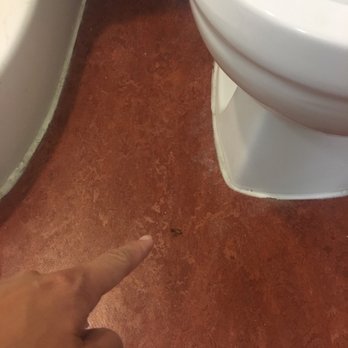 Motel 6 - Unfortunately found a half-dead roach in the bathroom :( - Hotels Near Me - Santa Rosa, New Mexico Motel 6 - Unfortunately found a half-dead roach in the bathroom :( - Hotels Near Me - Santa Rosa, New Mexico