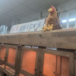 Ace Hardware - Free toddler activity - chick viewing!