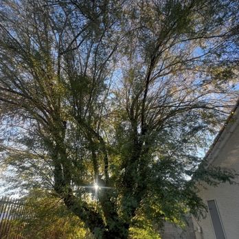 Julio Juarez Tree Trimming - Before - Tree Services Near Me Julio Juarez Tree Trimming - Before - Tree Services Near Me