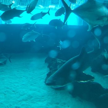 Golden Nugget Pool - A large shark - Swimming Pools Near Me - Las Vegas, Nevada