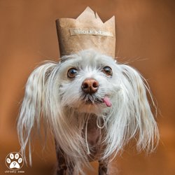 Kane 9 Photography - Portrait of Kernel Boris