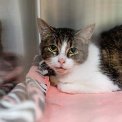 Pittsburgh East Animal Hospital