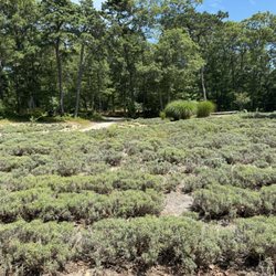 Lavender plants