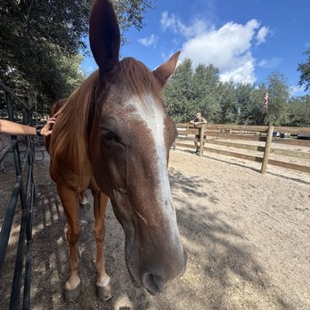 Whispering Oaks Miniature Ranch - Attraction Farms Near Me - Clermont, Florida Whispering Oaks Miniature Ranch - Attraction Farms Near Me - Clermont, Florida