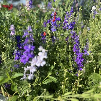 Wildseed Farms - Blue bonnets - Nurseries & Gardening Near Me - Fredericksburg, Texas