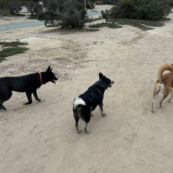 Power Lines Dog Park - Roxy, Max, and Scout headed down the hill toward the south end of the park - Pets Near Me