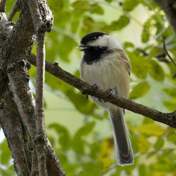 River Trail Nature Center - Black-capped chickadee - Parks Near Me - Northbrook, Illinois